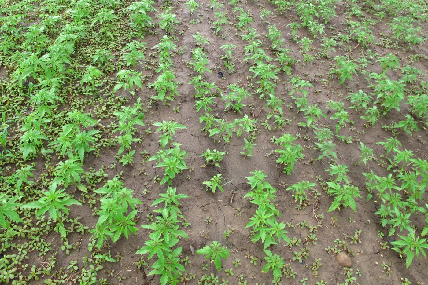 Hemp field